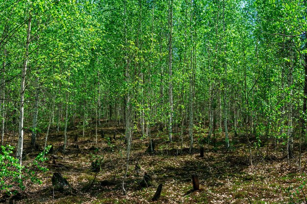 Crescimento de bétulas jovens no local de uma floresta velha queimada no pântano de turfa