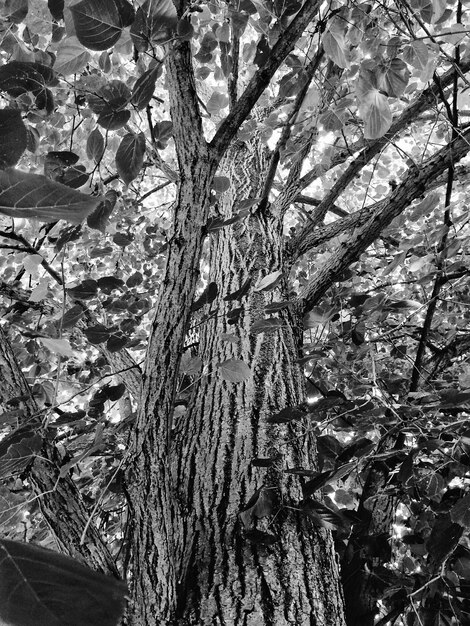 Foto crescimento de folhas em árvores na floresta