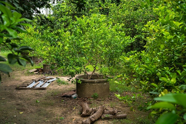 Crescimento de limões verdes na lagoa de cimento em um jardim de citrinos tailândia