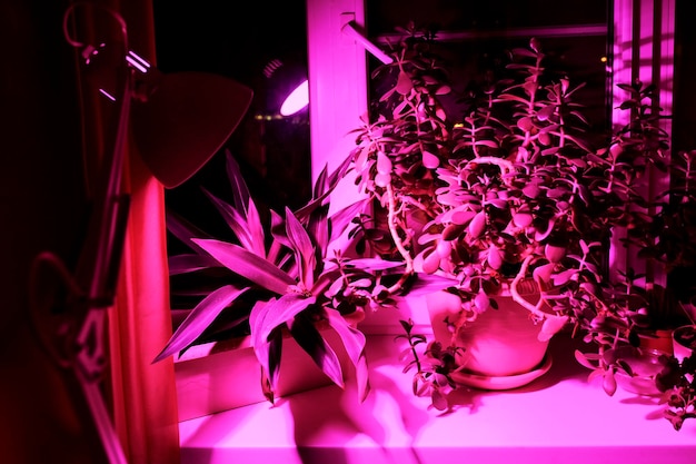 Foto crescimento de plantas de interior e iluminação com led rosa de plantas fito no parapeito de uma janela de interior. led grow light