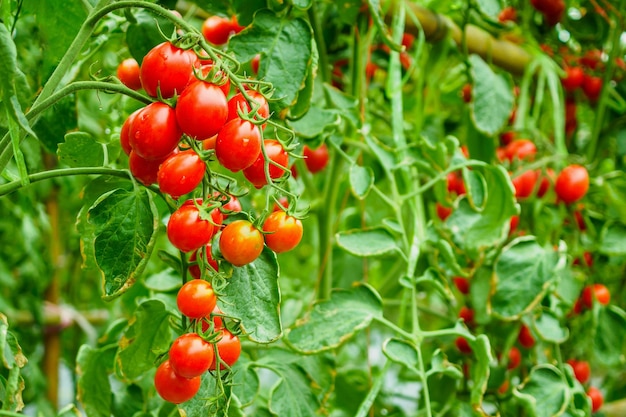 Crescimento de plantas de tomates vermelhos maduros frescos em jardim de estufa orgânico pronto para colher