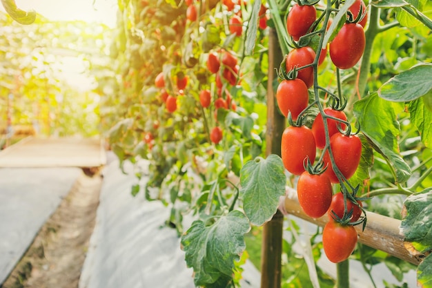 Crescimento de plantas de tomates vermelhos maduros frescos em jardim de estufa orgânico pronto para colher