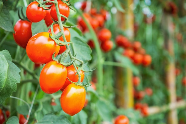 Crescimento de plantas frescas de tomates vermelhos maduros em um jardim de estufa orgânica, pronto para a colheita