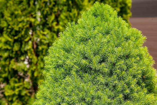 Crescimento de primavera de jovem abeto vermelho canadense, fundo de textura natural. Desfoque o foco seletivo.