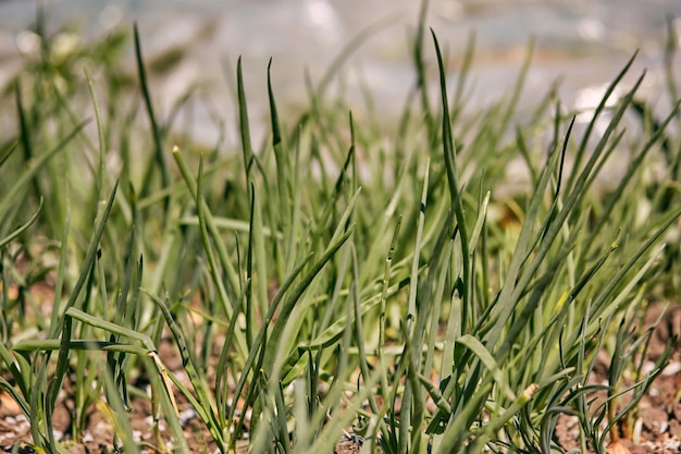 Crescimento do jardim em casa jovem cebola fresca Plantas de primavera em dia ensolarado Foto de alta qualidade