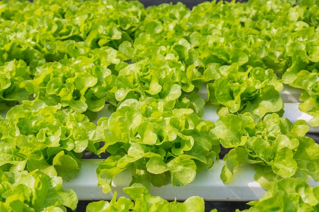 Crescimento vegetal fresco da alface da salada verde no sistema agrícola orgânico hidropônico