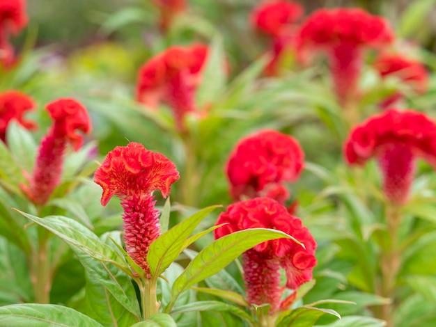 Foto cresta de gallo fresca roja en jardín y hoja verde