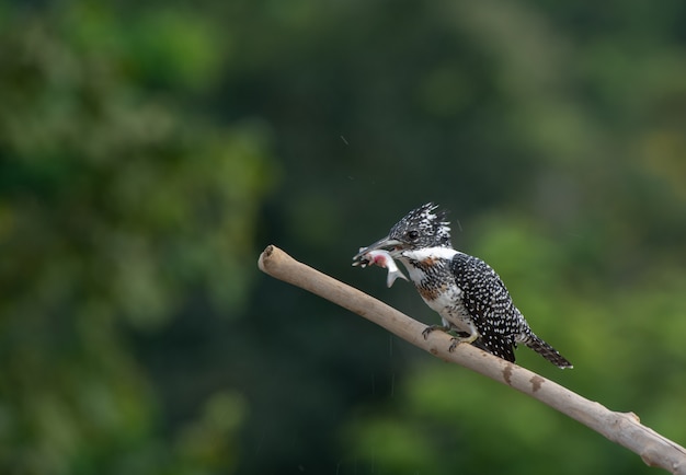 Crested Eisvogel mit seinem Frühstück am Morgen