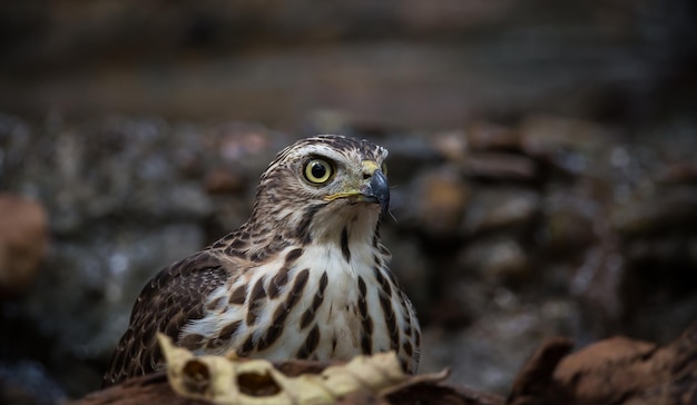 Crested Goshawk descendo para beber água em uma lagoa na floresta