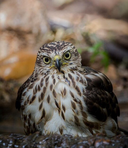 Crested Goshawk descendo para beber água em uma lagoa na floresta