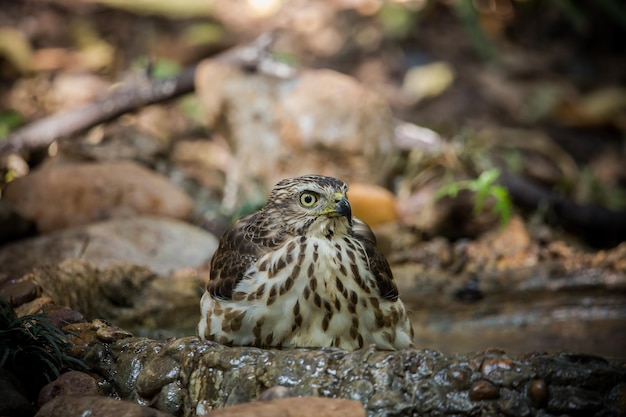 Crested Goshawk descendo para beber água em uma lagoa na floresta