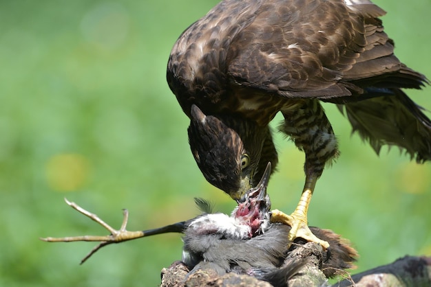 Crested Goshawk frisst Beute