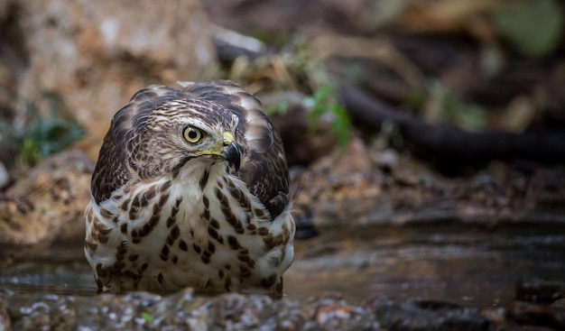 Crested Goshawk kommt herunter, um Wasser in einem Teich im Wald zu trinken