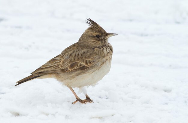 Crested lark galerida Un pájaro camina por la nieve en busca de comida