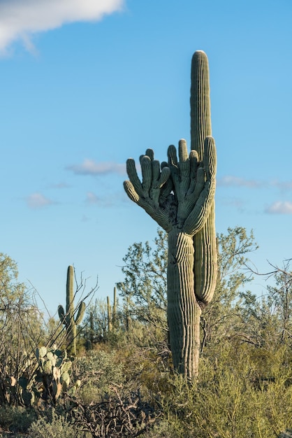 Crested Saguaro en el Parque Nacional West Tucson