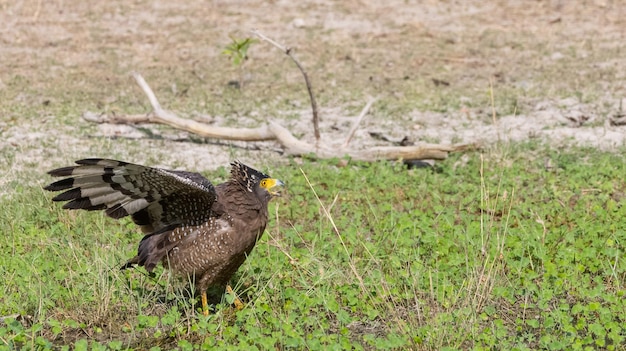 Crested Serpent Eagle Spilornis cheela donde se posan en el suelo en el bosque