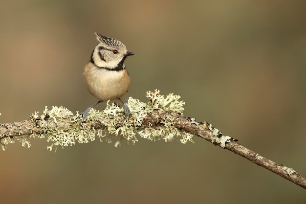 Crested Tit in einem mediterranen Eichen- und Kiefernwald bei Tagesanbruch