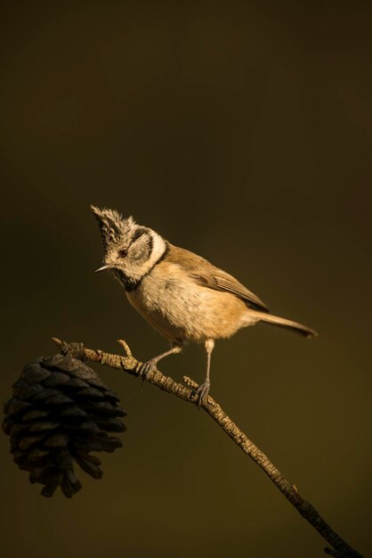 Foto crested tit lophophanes cristatus posado en la rama en el bosque alicante españa europa