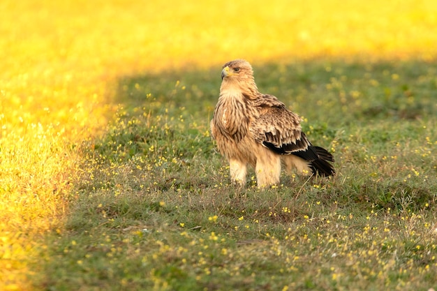 Cría de águila imperial ibérica en bosque mediterráneo con las primeras luces del día