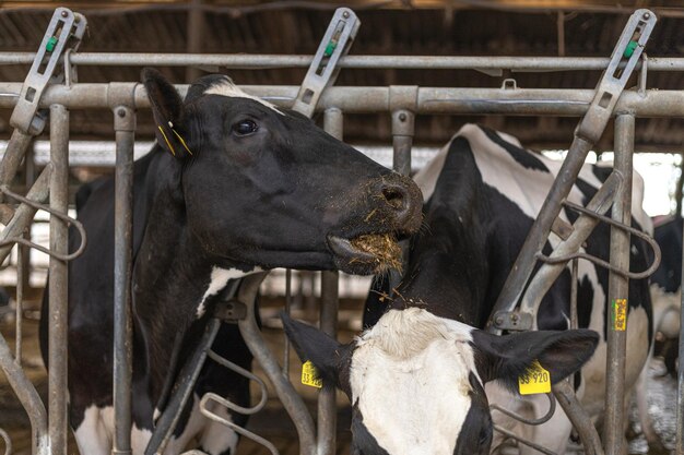 La cría de animales de la granja lechera las vacas están en el establo