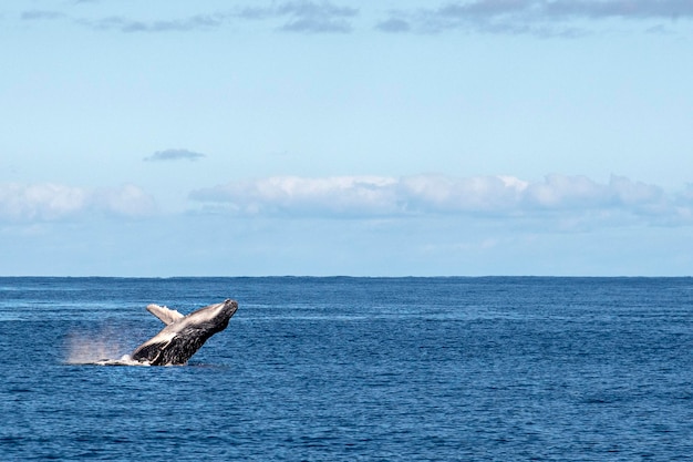 Cría de ballena jorobada saltando en polinesia