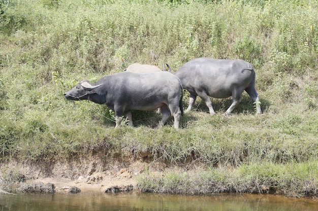 Foto cría de búfalos en el campo.