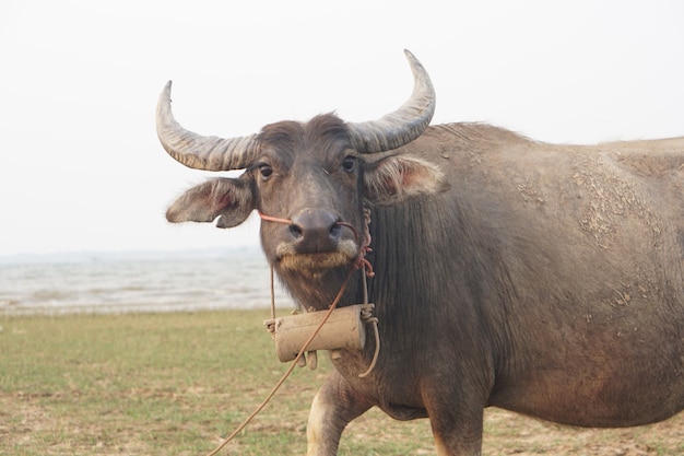 Cría de búfalos tailandeses en el campo