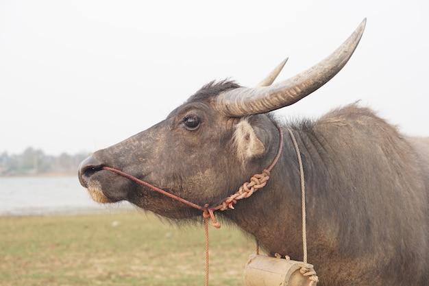 Cría de búfalos tailandeses en el campo