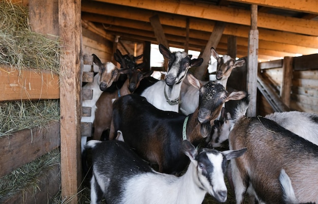 Cría de cabras alpinas de pura raza en la granja Cabras lechosas sin cuernos Las cabras miran la cámara y comen heno