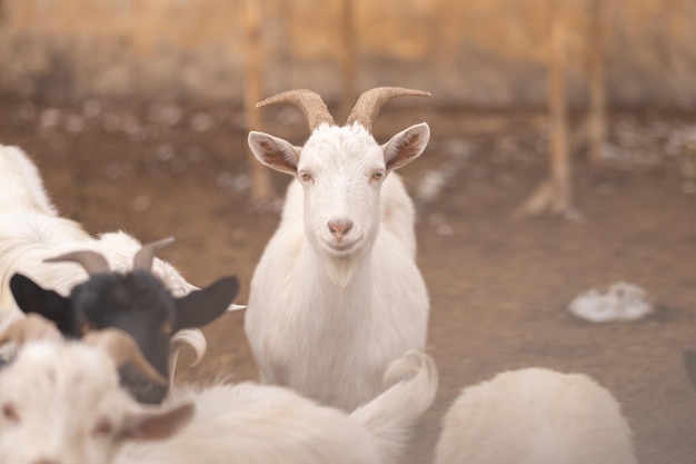 Cría de cabras en el pueblo. Ganadería.