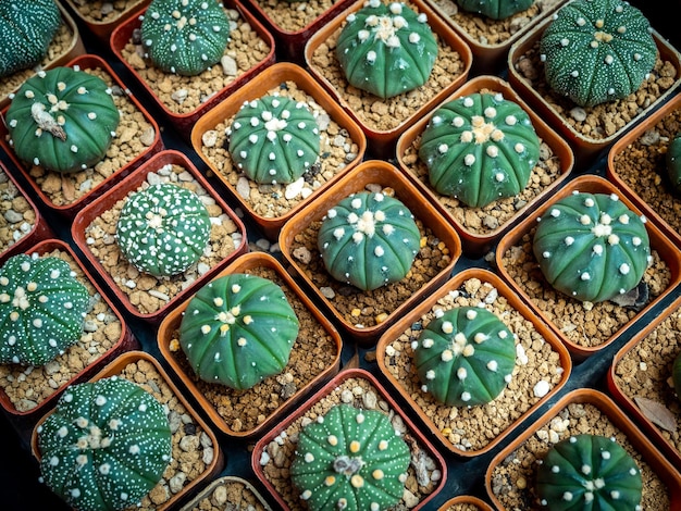 Cría de cactus Cactus en maceta de plástico en la tienda de la granja de cactus