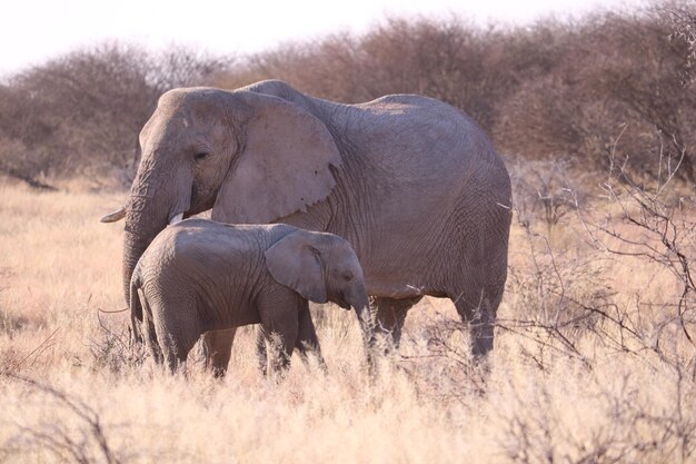 Cría de elefante cerca de su madre protectora