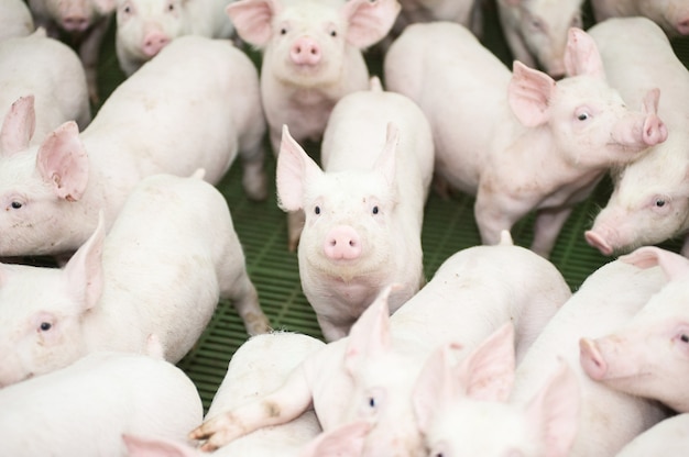 La cría en fábrica de cerdos es un subconjunto de la cría de cerdos y de la ganadería industrial.