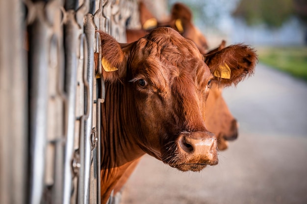 Cría de ganado vacuno y vista de cerca de la vaca de pie en el establo