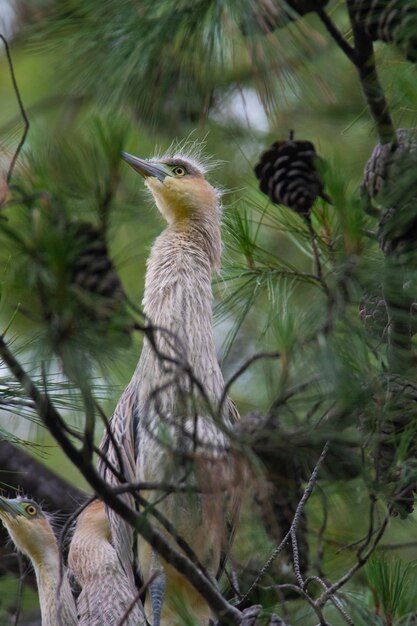 Foto cría de garza silbadora nestxaibera esteros provincia de corrientes argentina