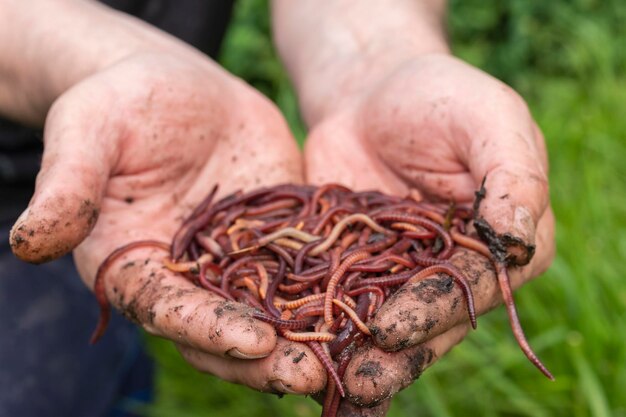 Cría de gusanos rojos Dendrobena suelo fértil mejora natural del suelo Gusanos de pesca Gusanos en manos de un hombre