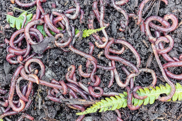 Cría de gusanos rojos Dendrobena. Tierra fértil. Mejora natural del suelo. Gusanos de pesca.