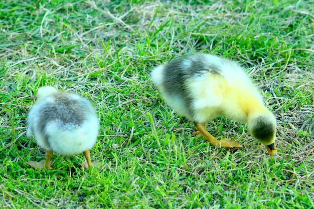 cría de jóvenes gansos que mordisquean la hierba en el corral de aves