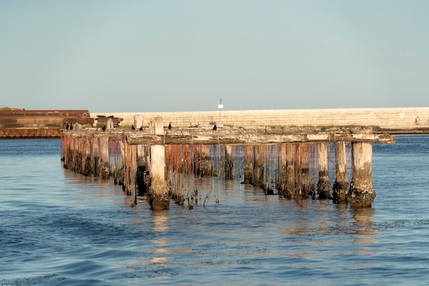 Cría de mejillones en Chioggia Italia