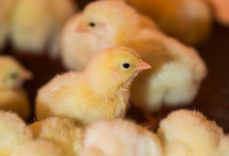 Cría de pollos en una granja avícola