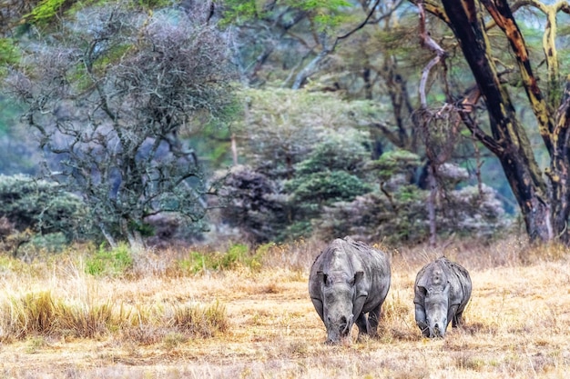 Cría de rinoceronte blanco y padre en el lago Nakuru