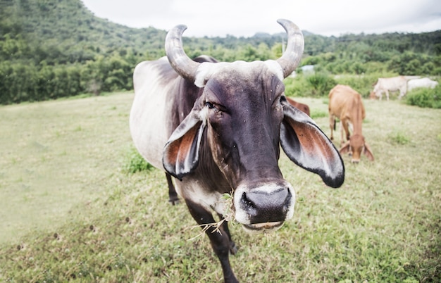 Cría de vacas en la colina de la montaña