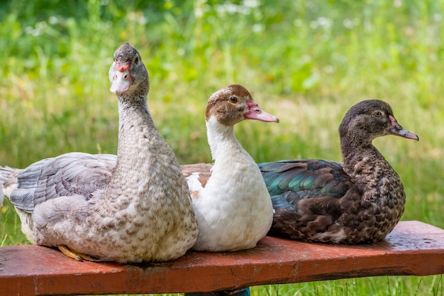 Cría y venta de patos