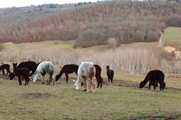 Criação de alpacas na toscana.