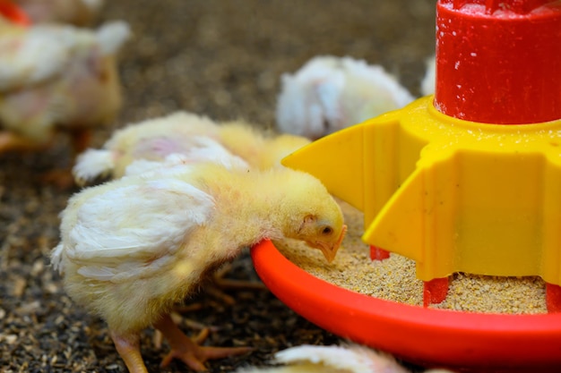 Criação de aves Pintinhos amarelos comendo ração composta de alimentadores especiais Indústria de produção de alimentos Closeup
