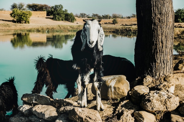 Criação de cabras no rajastão, índia