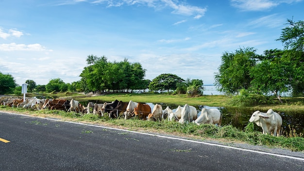 Criação de gado brahman tailandês na beira da estrada na Tailândia rural