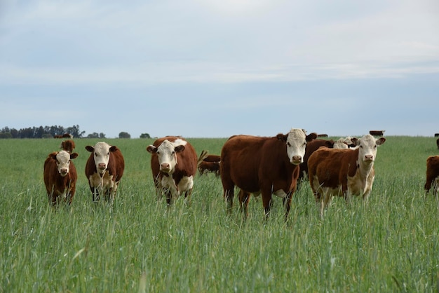 Criação de gado com pastagens naturais na zona rural de Pampas La Pampa ProvincePatagonia Argentina