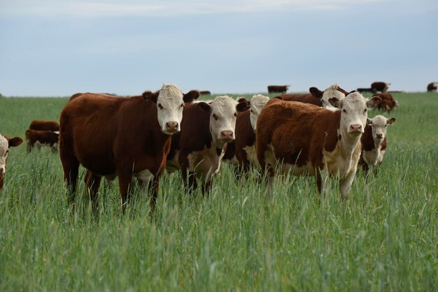 Criação de gado com pastagens naturais na zona rural de Pampas La Pampa ProvincePatagonia Argentina