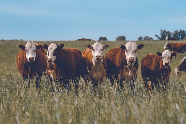 Criação de gado com pastagens naturais na zona rural de Pampas La Pampa ProvincePatagonia Argentina